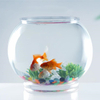 FB200-500 Tank de pescado transparente de plástico